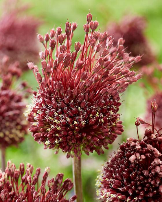 Wholesale Allium Tall 'Red Mohican' - Ornamental Onion | A.D.R. Bulbs