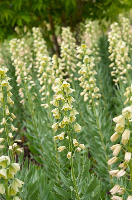 Wholesale Fritillaria Imperialis 'Persica Alba' - Fritillaria | A.D.R. Bulbs