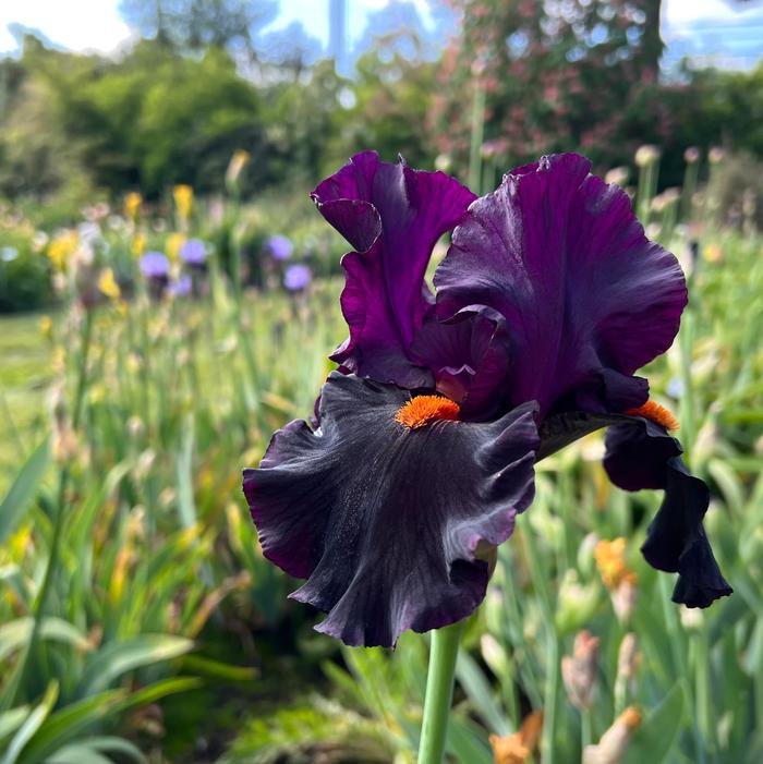 Iris Germanica 'Dracula's Kiss' - Bearded Iris from ADR Bulbs