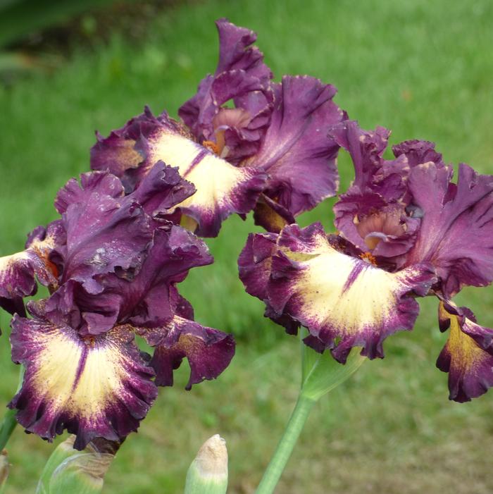 Iris Germanica 'Blood Moon' - Bearded Iris from ADR Bulbs