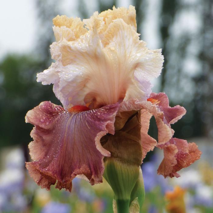 Wholesale Iris Germanica 'Champagne and Strawberries' - Bearded Iris | A.D.R. Bulbs