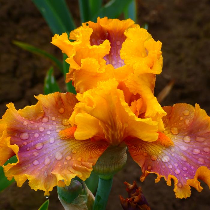 Wholesale Iris Germanica 'Nice Job' - Bearded Iris | A.D.R. Bulbs