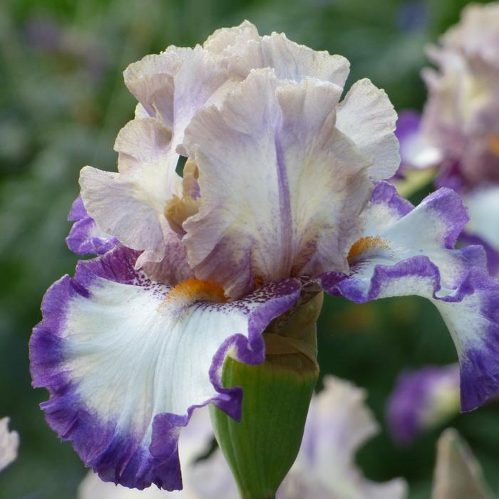 Wholesale Iris Germanica 'Gray's Peak' - Bearded Iris | A.D.R. Bulbs