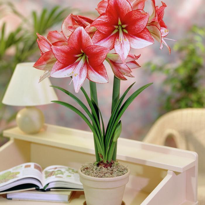 Wholesale Amaryllis Dutch 'Show Master' - Amaryllis | A.D.R. Bulbs