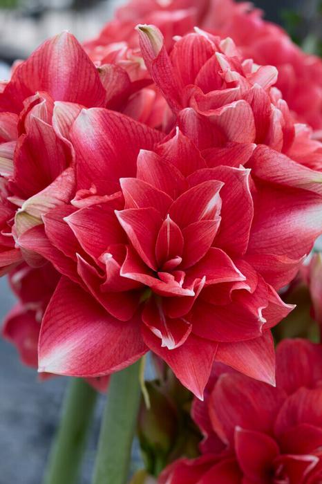 Wholesale Amaryllis Dutch 'Double Dream' - Amaryllis | A.D.R. Bulbs