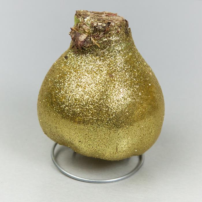 Amaryllis Wax 'Glitter Gold' - Amaryllis from ADR Bulbs