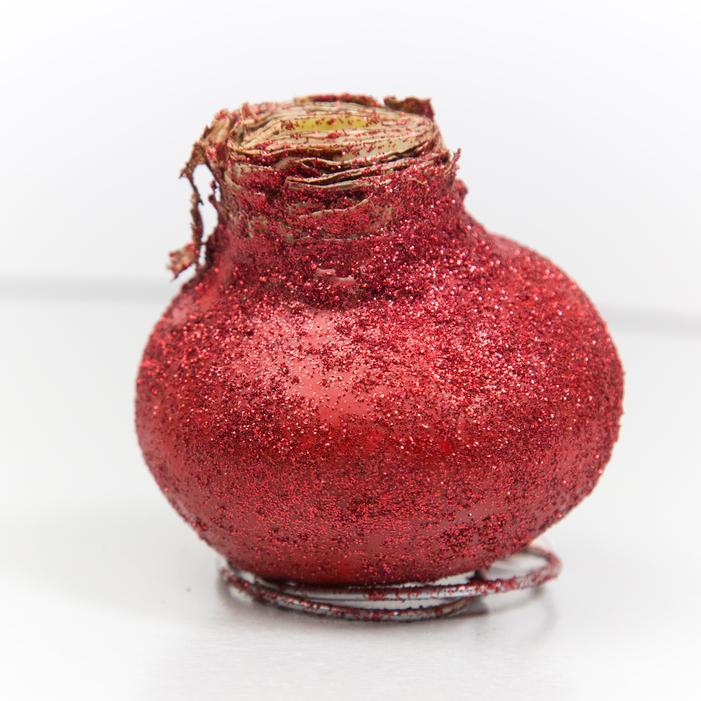 Amaryllis Wax 'Glitter Red' - Amaryllis from ADR Bulbs