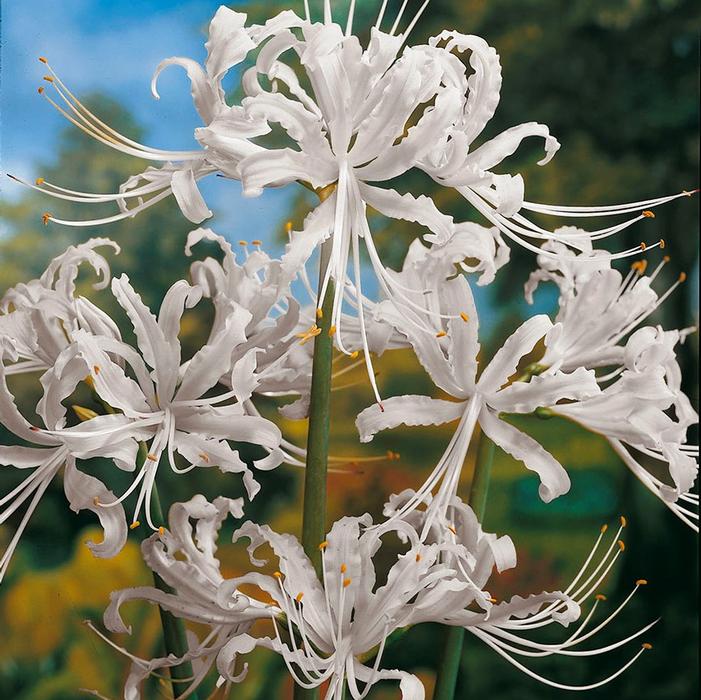 Wholesale Lycoris Spider Lily 'Albiflora' - Lycoris | A.D.R. Bulbs