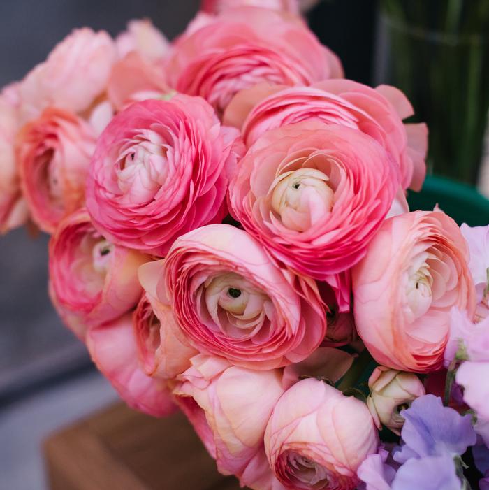 Wholesale Ranunculus Tecolote 'Pink' - Persian Buttercup | A.D.R. Bulbs