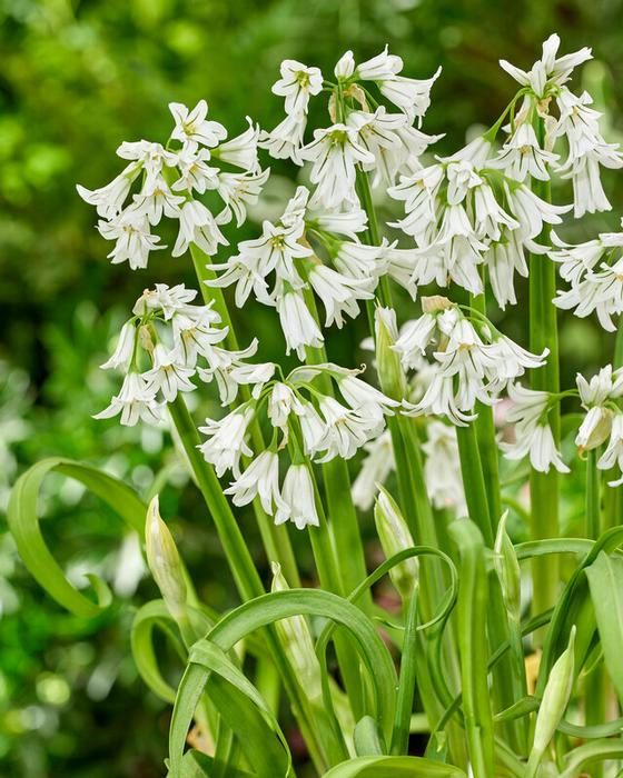 Wholesale Allium Miniature 'Triquetrum' - Three-cornered leek | A.D.R. Bulbs