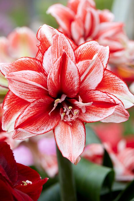 Wholesale Amaryllis Dutch 'Flamed Amadeus' - Amaryllis | A.D.R. Bulbs