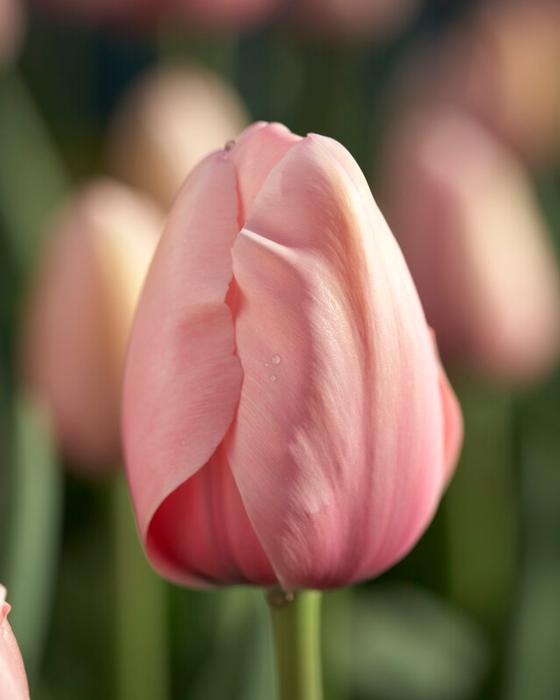 Wholesale Tulipa Darwin Hybrid 'Salmon Impression' - Tulip | A.D.R. Bulbs