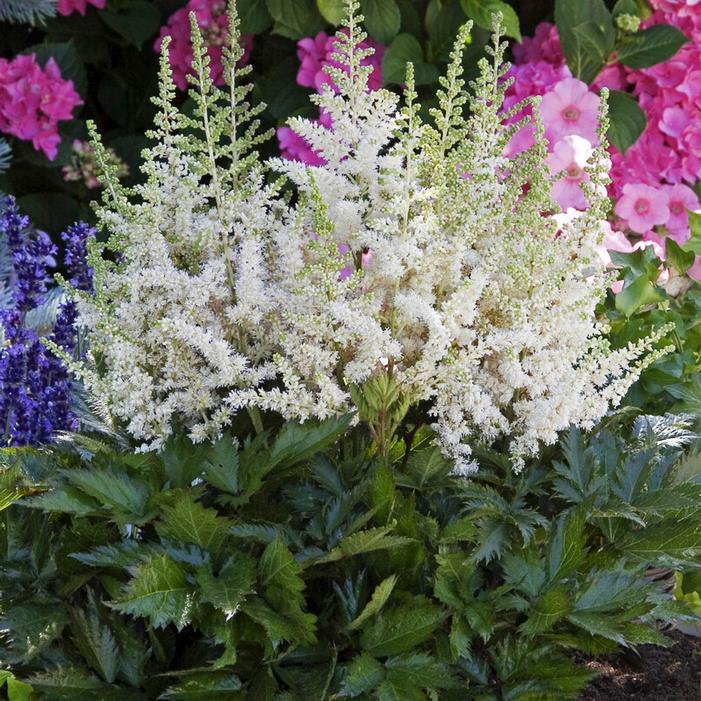 Wholesale Astilbe chinensis 'Vision in White' (Ships in Spring) - False Spirea | A.D.R. Bulbs