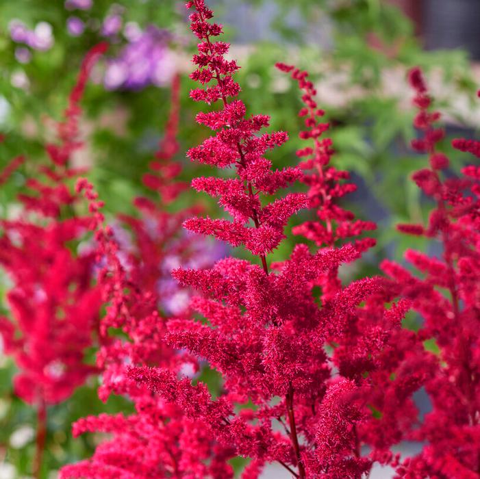 Wholesale Astilbe chinensis 'Vision Vulcano' (Ships in Spring) - False Spirea | A.D.R. Bulbs