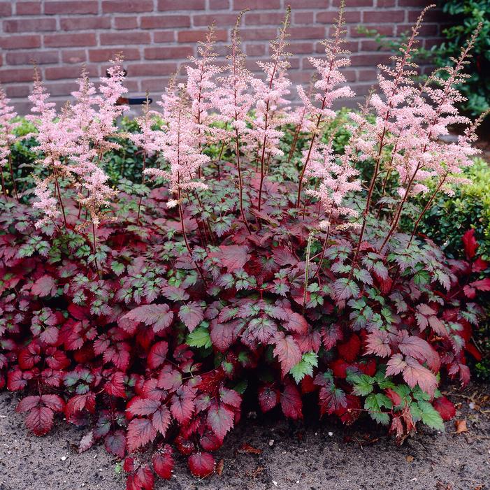 Wholesale Astilbe arendsii 'Color Flash' (Ships in Spring) - False Spirea | A.D.R. Bulbs