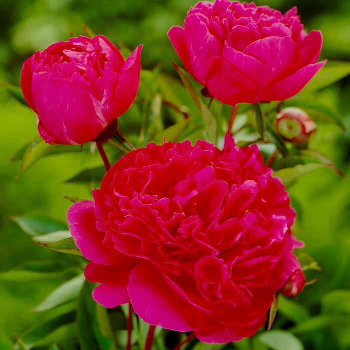 Wholesale Paeonia 'Victoire De La Marne' (Ships in Spring) - Garden Peony | A.D.R. Bulbs