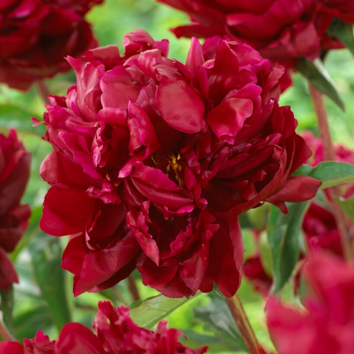 Wholesale Paeonia 'Peter Brand' (Ships in Spring) - Garden Peony | A.D.R. Bulbs