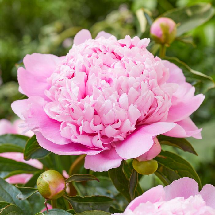 Wholesale Paeonia 'Mons. Jules Elie' (Ships in Spring) - Garden Peony | A.D.R. Bulbs