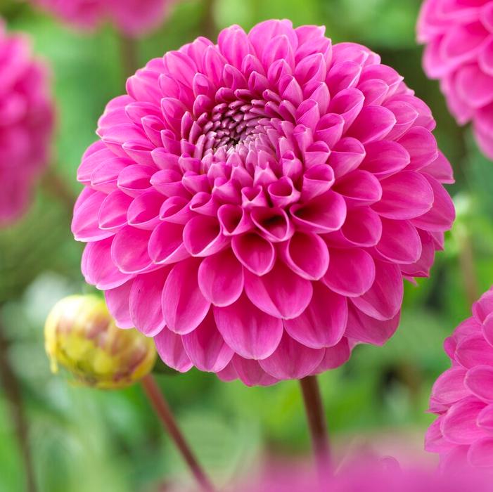 Wholesale Dahlia Ball 'Happy Hour' (Ships in Spring) - Dahlia | A.D.R. Bulbs