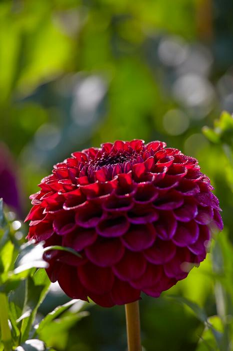 Wholesale Dahlia Ball 'Babette' (Ships in Spring) - Dahlia | A.D.R. Bulbs