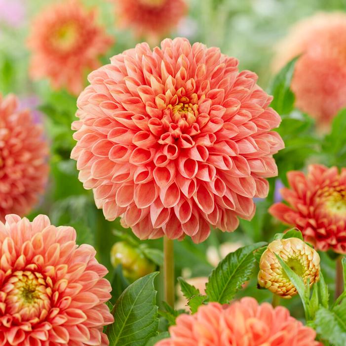 Wholesale Dahlia Ball 'Jowey Linda' (Ships in Spring) - Dahlia | A.D.R. Bulbs
