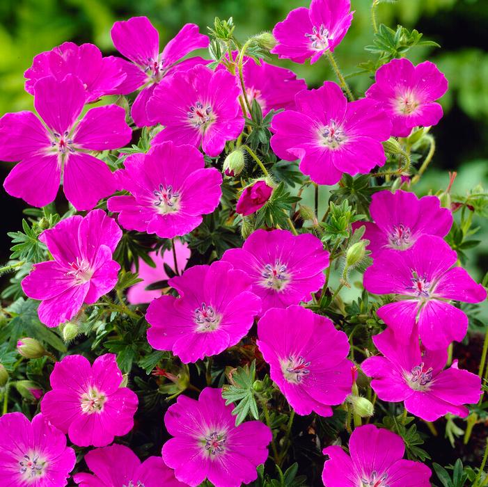 Wholesale Geranium Max Frei (Ships in Spring) - Cranesbill | A.D.R. Bulbs