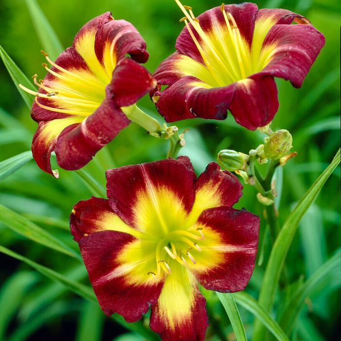 Wholesale Hemerocallis rebloomer 'Night Beacon' (Ships in Spring) - Daylily | A.D.R. Bulbs