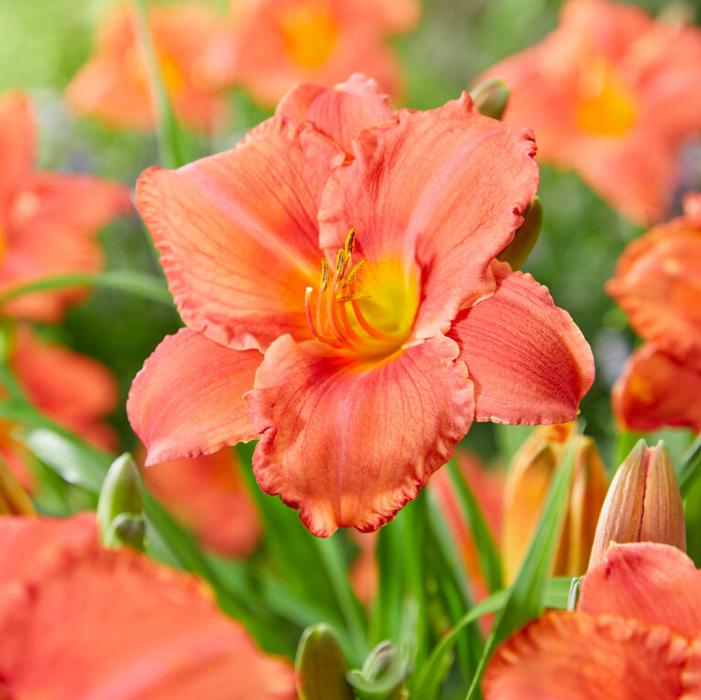 Wholesale Hemerocallis rebloomer 'South Seas' (Ships in Spring) - Daylily | A.D.R. Bulbs