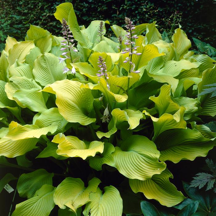 Wholesale Hosta 'August Moon' (Ships in Spring) - Plantain Lily | A.D.R. Bulbs