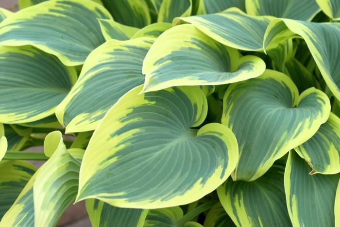 Wholesale Hosta 'First Frost' (Ships in Spring) - Plantain Lily | A.D.R. Bulbs