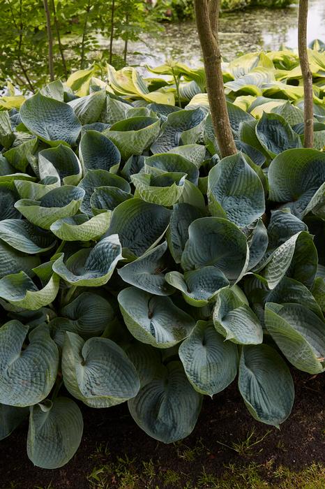 Wholesale Hosta 'Abiqua Drinking Gourd' (Ships in Spring) - Plantain Lily | A.D.R. Bulbs
