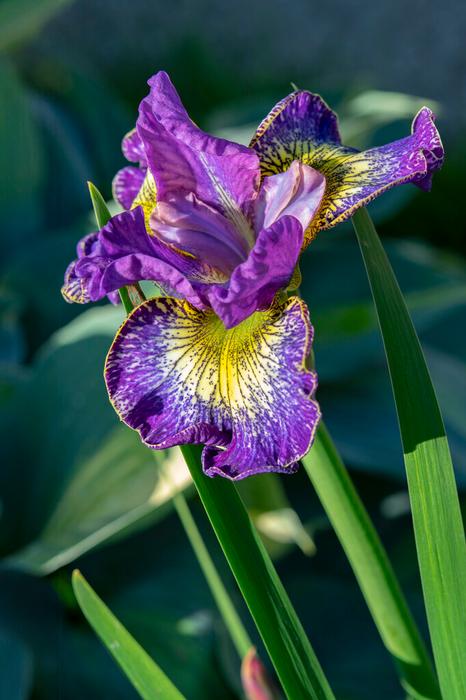 Wholesale Iris siberica 'How Audacious' (Ships in Spring) - Siberian Iris | A.D.R. Bulbs