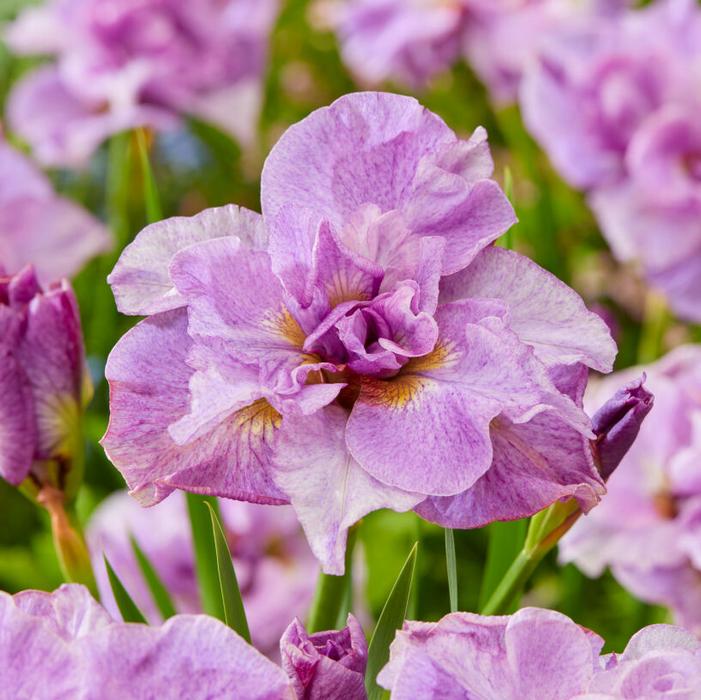 Wholesale Iris siberica 'Pink Parfait' (Ships in Spring) - Siberian Iris | A.D.R. Bulbs