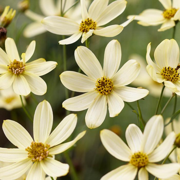 Wholesale Coreopsis Moonbeam (Ships in Spring) - Tickseed | A.D.R. Bulbs