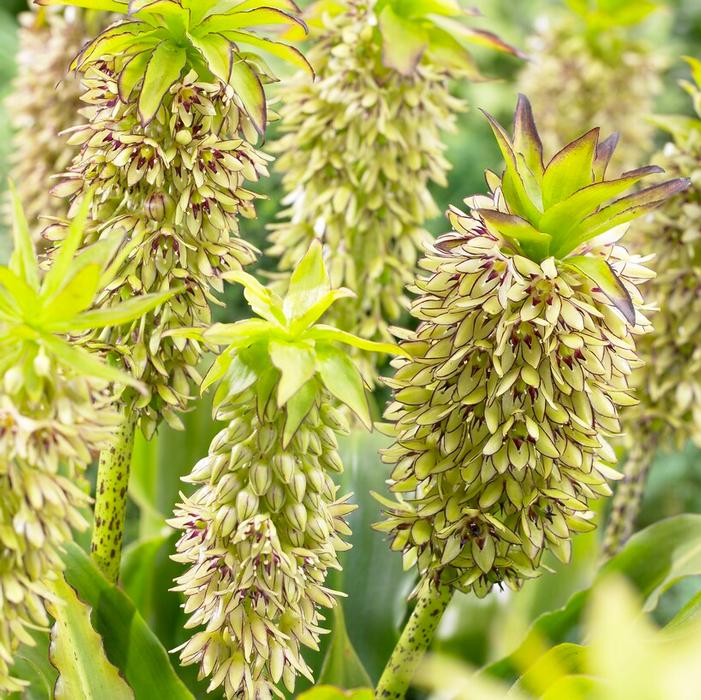 Wholesale Eucomis 'Bicolor' (Ships in Spring) - Pineapple Lily | A.D.R. Bulbs