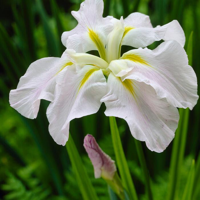 Wholesale Iris ensata 'Gold Bound' (Ships in Spring) - Japanese Iris | A.D.R. Bulbs