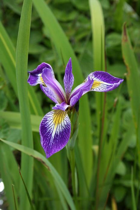 Wholesale Iris versicolor 'Blue Flag' (Ships in Spring) - Versicolor Iris | A.D.R. Bulbs