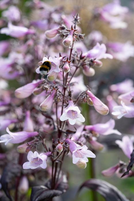 Wholesale Penstemon digitalis 'Dark Towers' (Ships in Spring) - Beard Tongue | A.D.R. Bulbs