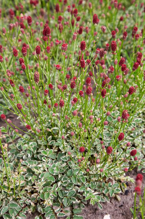 Wholesale Sanguisorba officinalis var. microcephala 'Little Angel' - Burnet | A.D.R. Bulbs