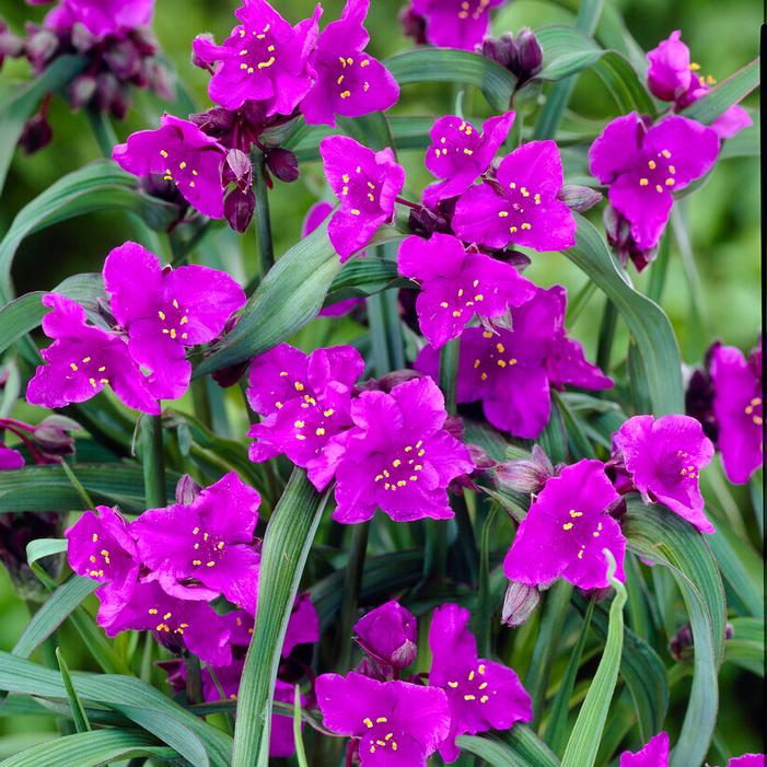 Wholesale Tradescantia andersoniana 'Concord Grape' (Ships in Spring) - Spiderwort | A.D.R. Bulbs