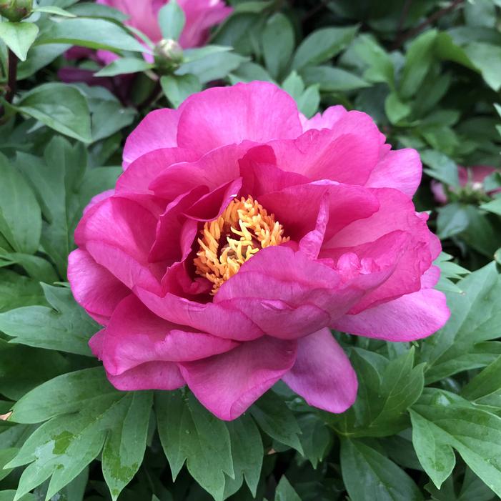 Wholesale Paeonia Itoh 'First Arrival' (Ships in Spring) - Intersectional Peony | A.D.R. Bulbs