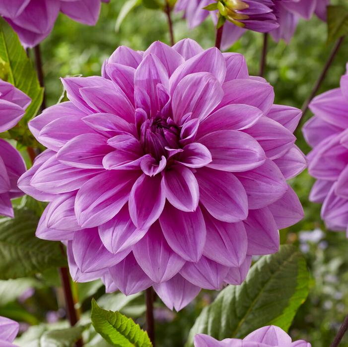 Wholesale Dahlia Dinnerplate 'Lilac Time' (Ships in Spring) - Dahlia | A.D.R. Bulbs