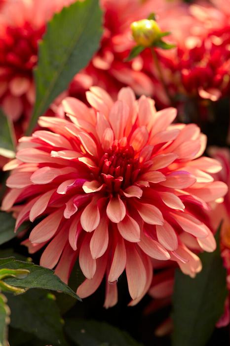 Wholesale Dahlia Gallery 'Art Deco' (Ship in Spring) - Dahlia | A.D.R. Bulbs
