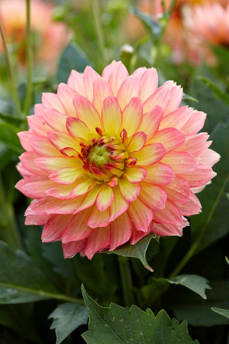 Wholesale Dahlia Gallery 'Pablo' (Ships in Spring) - Dahlia | A.D.R. Bulbs