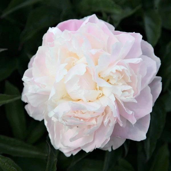 Wholesale Paeonia 'Shirley Temple' (Ships in Spring) - Garden Peony | A.D.R. Bulbs