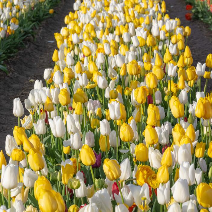 Wholesale Tulipa Long-lasting 'All Season White & Yellow Mix' - Tulip | A.D.R. Bulbs