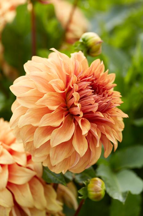 Wholesale Dahlia Dinnerplate 'Great Hercules' (Ships in Spring) - Dahlia | A.D.R. Bulbs