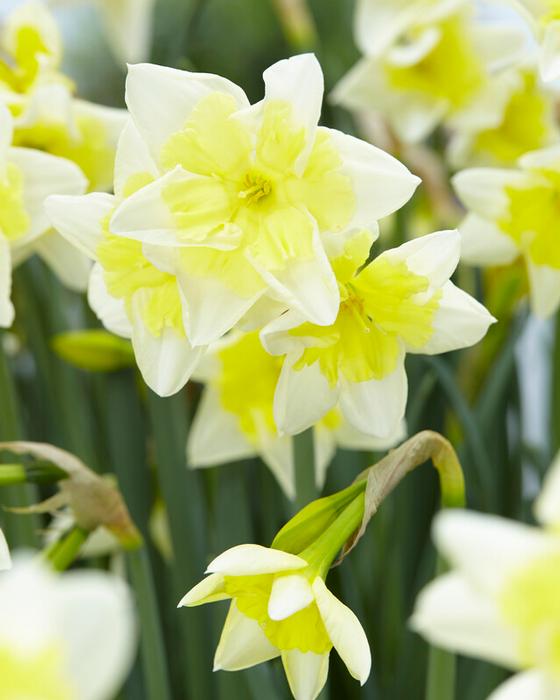 Wholesale Narcissi Bunch Flowering 'Prom Dance' - Daffodil | A.D.R. Bulbs