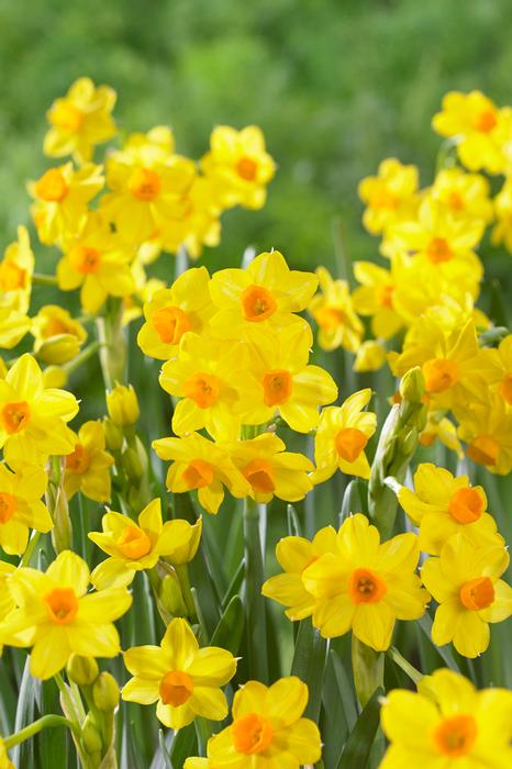 Wholesale Narcissi Tazetta 'Paperwhite Grand Soleil d'Or' - Paperwhite | A.D.R. Bulbs