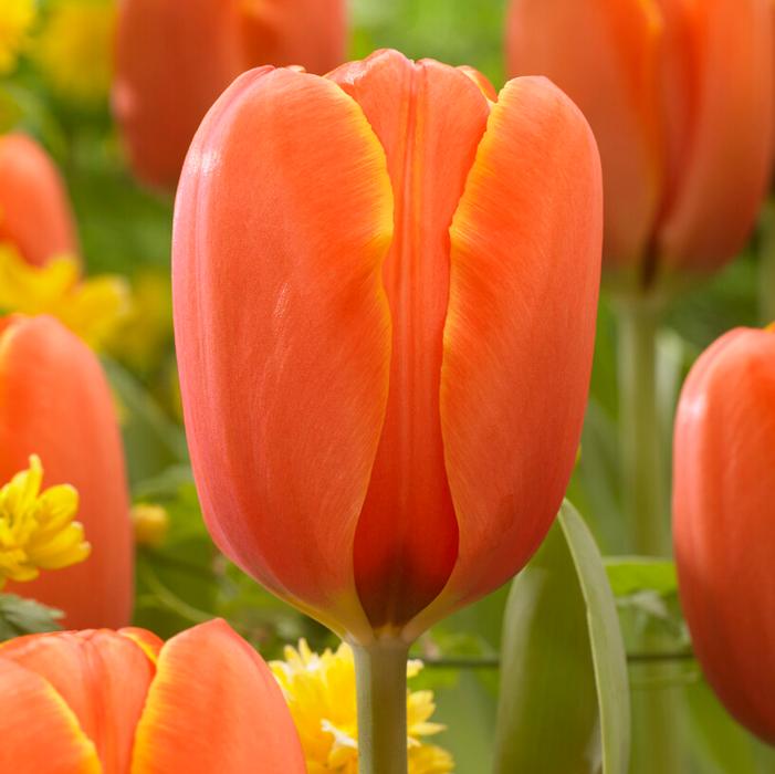 Wholesale Tulipa Darwin Hybrid 'Triple A' - Tulip | A.D.R. Bulbs